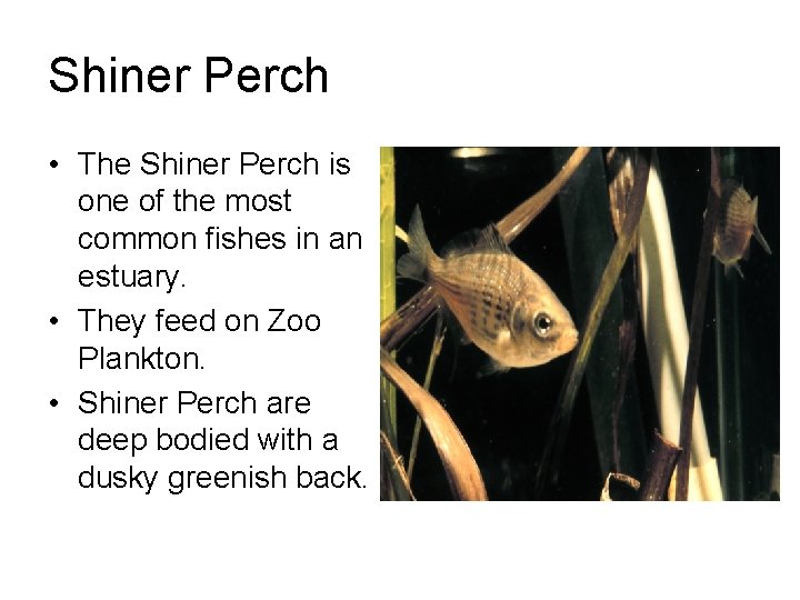 Shiner Perch • The Shiner Perch is one of the most common fishes in