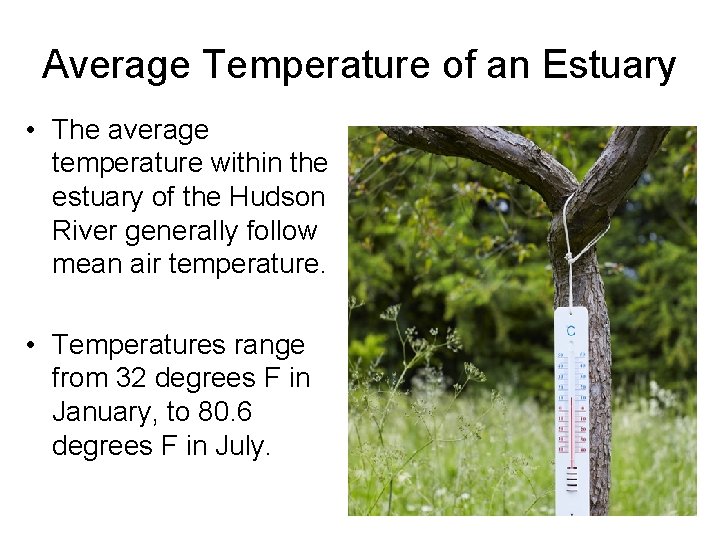 Average Temperature of an Estuary • The average temperature within the estuary of the