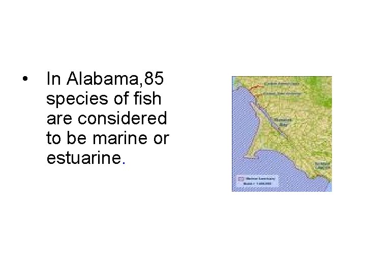  • In Alabama, 85 species of fish are considered to be marine or