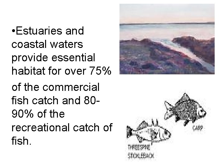  • Estuaries and coastal waters provide essential habitat for over 75% of the