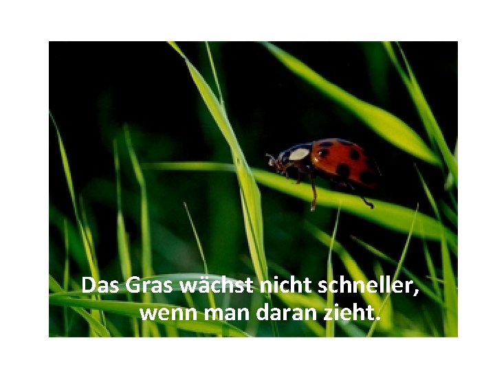 Das Gras wächst nicht schneller, wenn man daran zieht. 