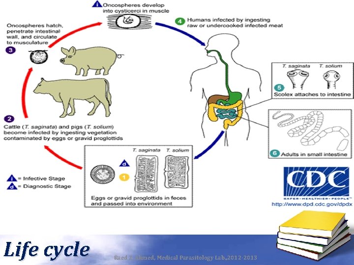 Life cycle Raed Z. Ahmed, Medical Parasitology Lab. , 2012 -2013 