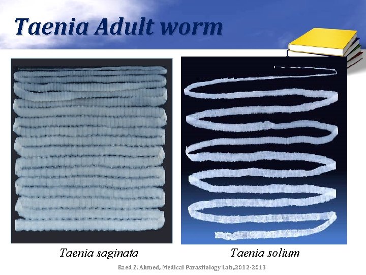 Taenia Adult worm Taenia saginata Taenia solium Raed Z. Ahmed, Medical Parasitology Lab. ,