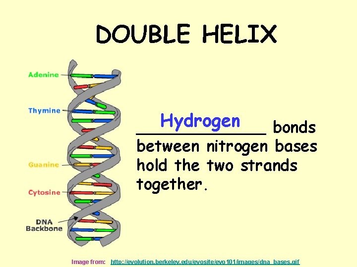 DOUBLE HELIX Hydrogen _______ bonds between nitrogen bases hold the two strands together. Image