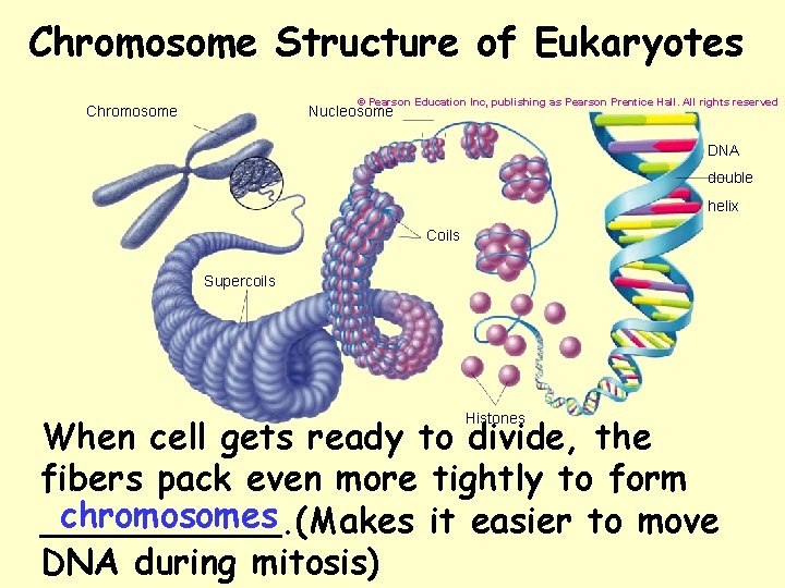 Chromosome Structure of Eukaryotes © Pearson Education Inc, publishing as Pearson Prentice Hall. All