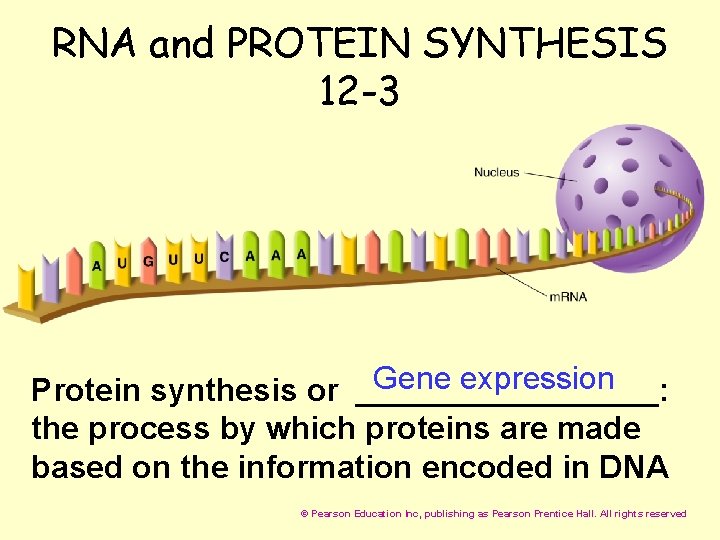 RNA and PROTEIN SYNTHESIS 12 -3 Gene expression Protein synthesis or _________: the process