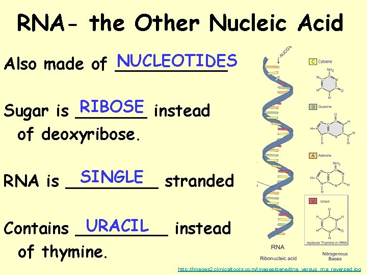 RNA- the Other Nucleic Acid NUCLEOTIDES Also made of ______ RIBOSE instead Sugar is