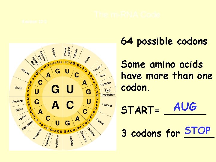  The m-RNA Code Section 12 -3 64 possible codons Some amino acids have