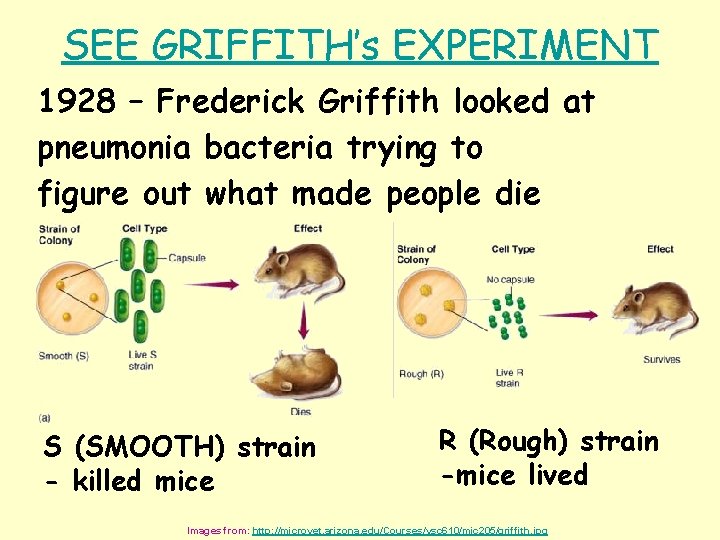 SEE GRIFFITH’s EXPERIMENT 1928 – Frederick Griffith looked at pneumonia bacteria trying to figure