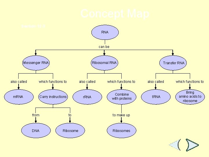 Concept Map Section 12 -3 RNA can be Messenger RNA also called Ribosomal RNA