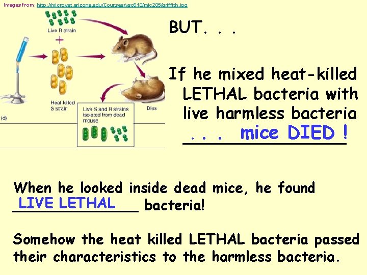 Images from: http: //microvet. arizona. edu/Courses/vsc 610/mic 205/griffith. jpg BUT. . . If he