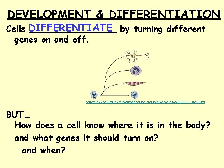 DEVELOPMENT & DIFFERENTIATION Cells DIFFERENTIATE ________ by turning different genes on and off. http: