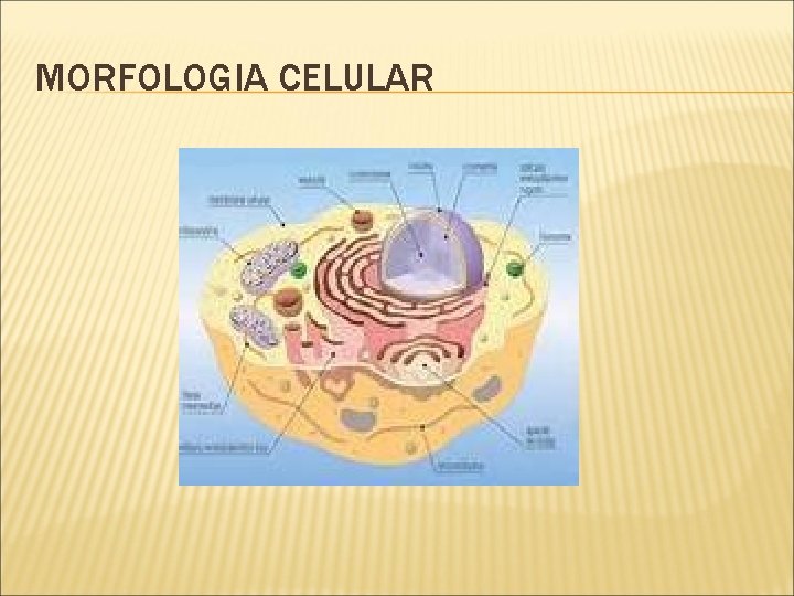 MORFOLOGIA CELULAR 