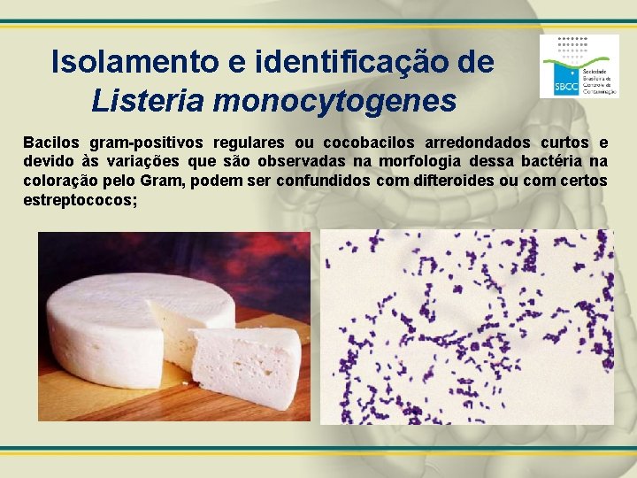 Isolamento e identificação de Listeria monocytogenes Bacilos gram-positivos regulares ou cocobacilos arredondados curtos e