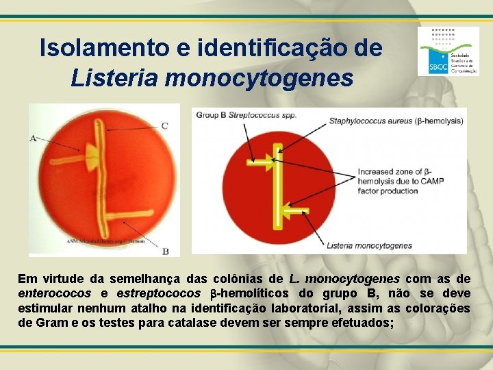 Isolamento e identificação de Listeria monocytogenes Em virtude da semelhança das colônias de L.