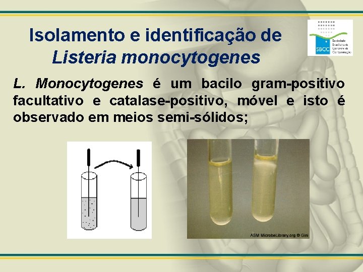 Isolamento e identificação de Listeria monocytogenes L. Monocytogenes é um bacilo gram-positivo facultativo e