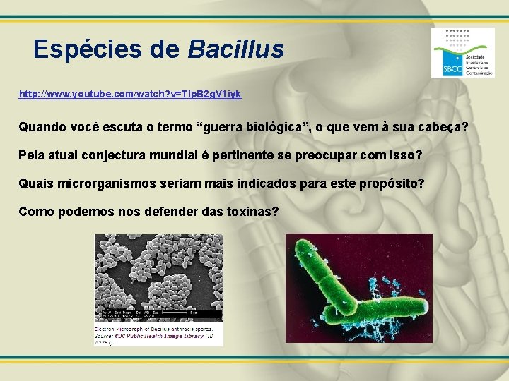 Espécies de Bacillus http: //www. youtube. com/watch? v=TIp. B 2 g. V 1 iyk