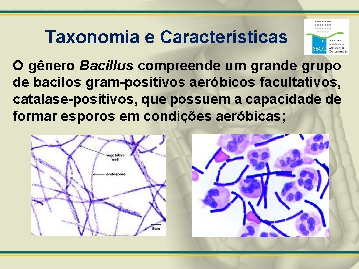 Taxonomia e Características O gênero Bacillus compreende um grande grupo de bacilos gram-positivos aeróbicos