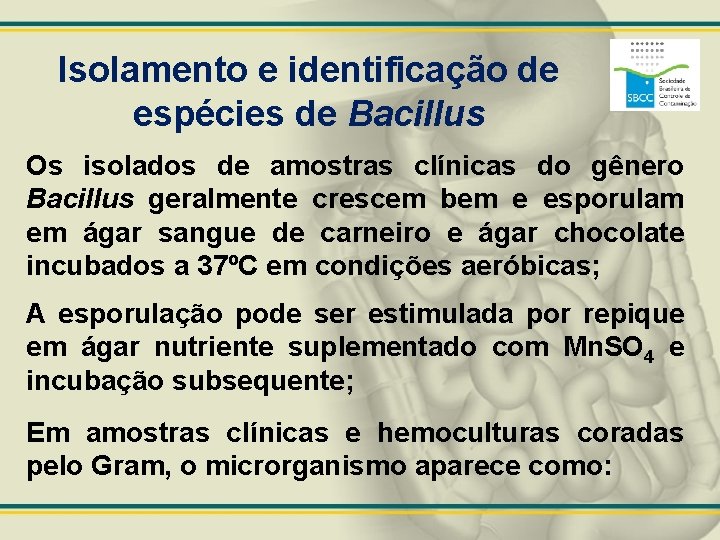 Isolamento e identificação de espécies de Bacillus Os isolados de amostras clínicas do gênero