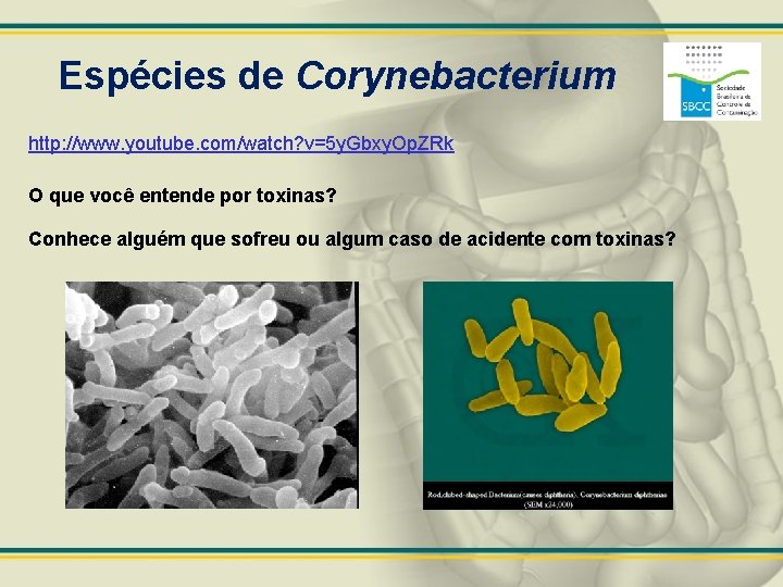 Espécies de Corynebacterium http: //www. youtube. com/watch? v=5 y. Gbxy. Op. ZRk O que