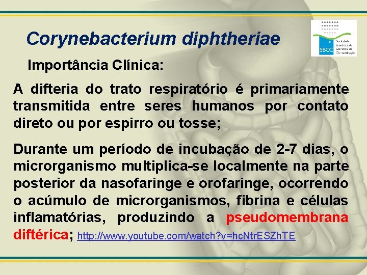 Corynebacterium diphtheriae Importância Clínica: A difteria do trato respiratório é primariamente transmitida entre seres