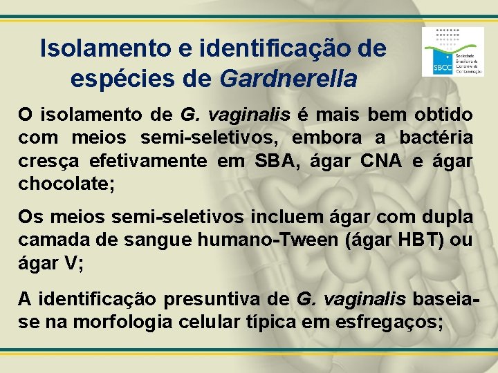 Isolamento e identificação de espécies de Gardnerella O isolamento de G. vaginalis é mais