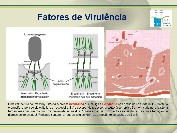 Fatores de Virulência Uma vez dentro do intestino, Listeria expressa internalina que se liga