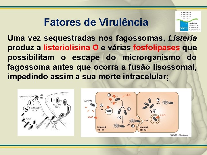 Fatores de Virulência Uma vez sequestradas nos fagossomas, Listeria produz a listeriolisina O e