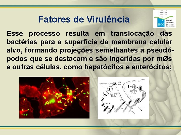 Fatores de Virulência Esse processo resulta em translocação das bactérias para a superfície da