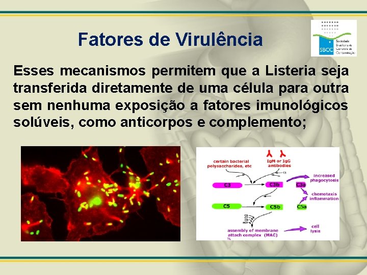 Fatores de Virulência Esses mecanismos permitem que a Listeria seja transferida diretamente de uma