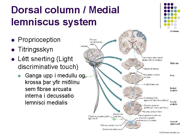 Dorsal column / Medial lemniscus system l l l Proprioception Titringsskyn Létt snerting (Light