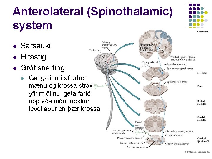 Anterolateral (Spinothalamic) system l l l Sársauki Hitastig Gróf snerting l Ganga inn í
