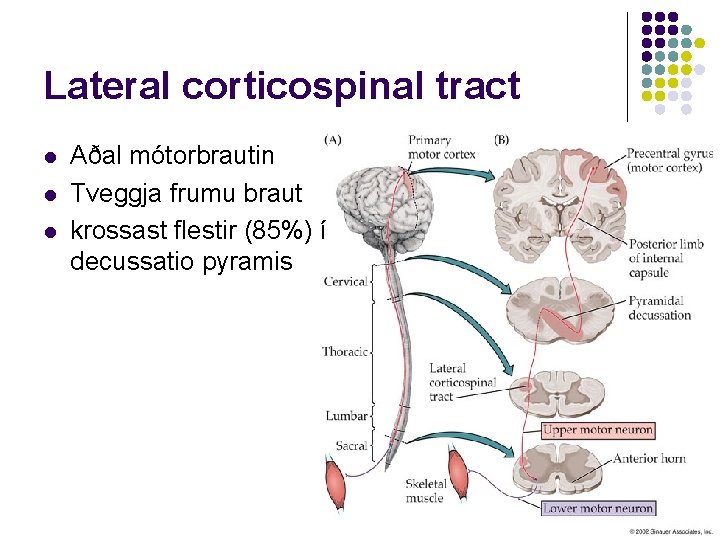 Lateral corticospinal tract l l l Aðal mótorbrautin Tveggja frumu braut krossast flestir (85%)