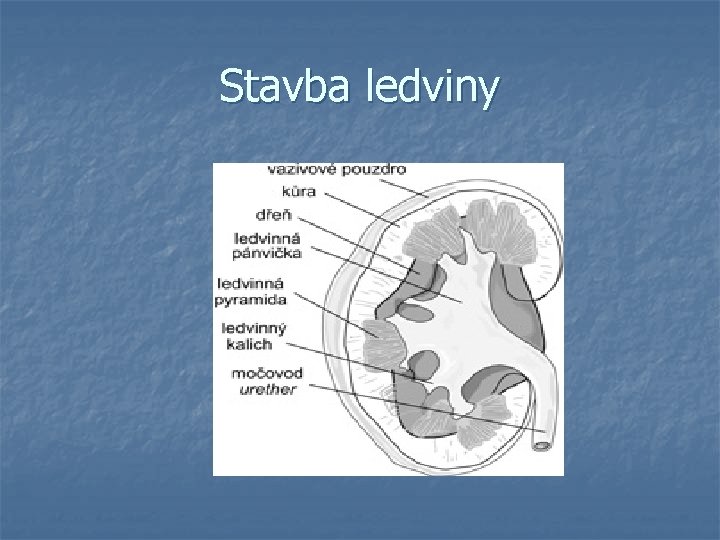 Stavba ledviny 