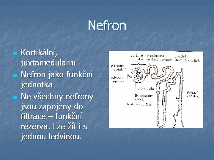 Nefron n Kortikální, juxtamedulární Nefron jako funkční jednotka Ne všechny nefrony jsou zapojeny do