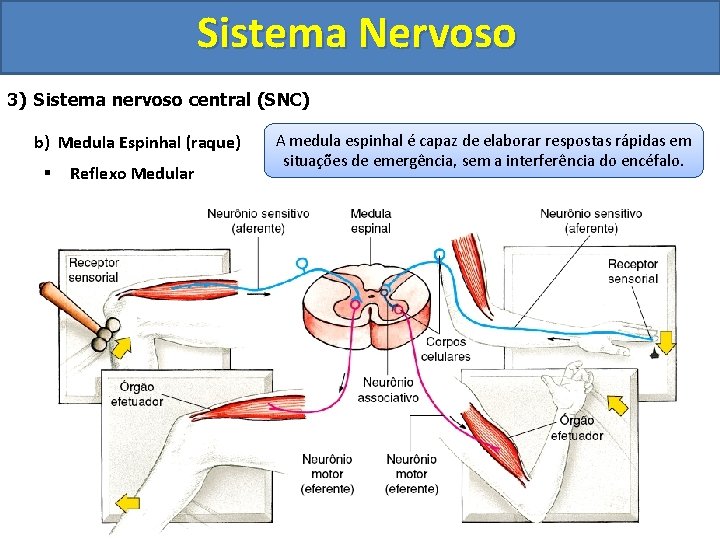 Sistema Nervoso 3) Sistema nervoso central (SNC) b) Medula Espinhal (raque) § Reflexo Medular