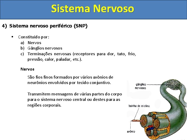 Sistema Nervoso 4) Sistema nervoso periférico (SNP) § Constituído por: a) Nervos b) Gânglios