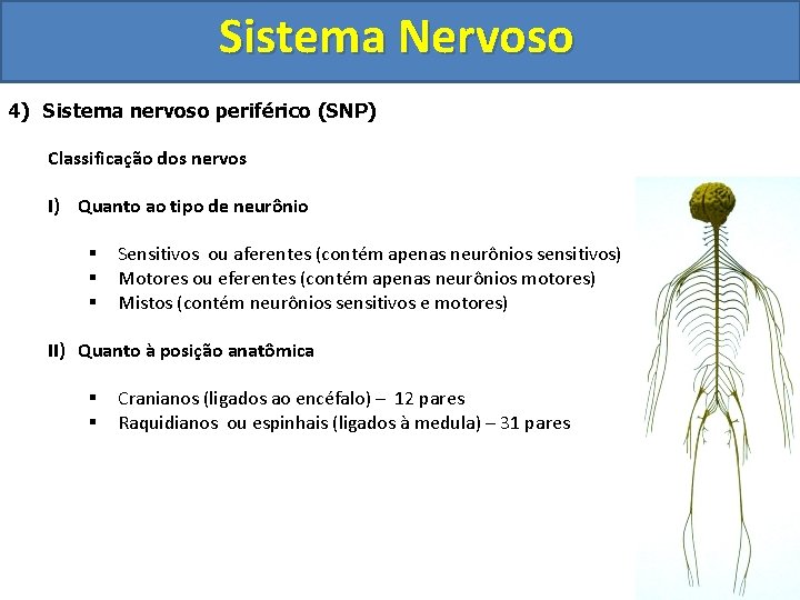 Sistema Nervoso 4) Sistema nervoso periférico (SNP) Classificação dos nervos I) Quanto ao tipo