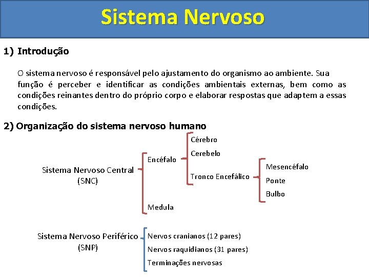 Sistema Nervoso 1) Introdução O sistema nervoso é responsável pelo ajustamento do organismo ao