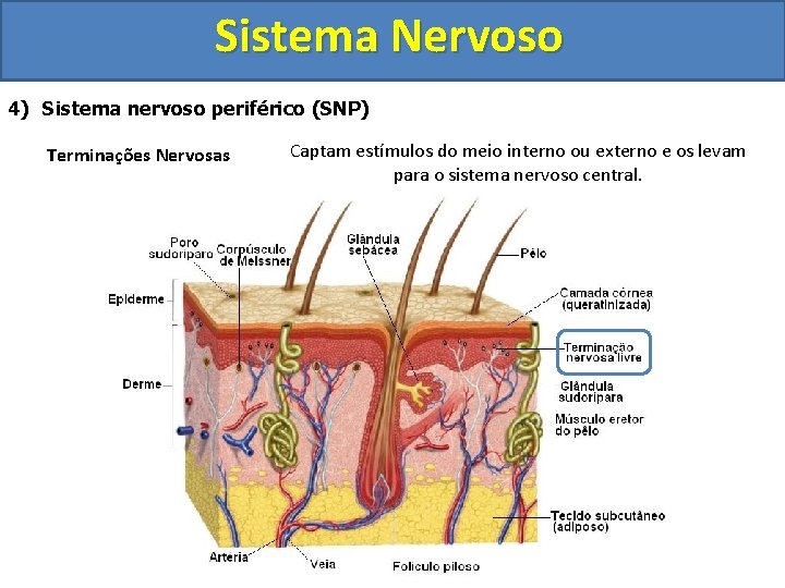 Sistema Nervoso 4) Sistema nervoso periférico (SNP) Terminações Nervosas Captam estímulos do meio interno