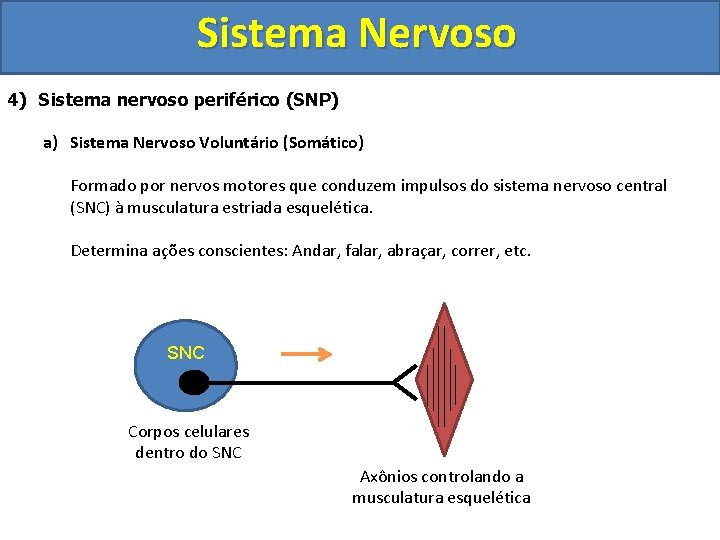 Sistema Nervoso 4) Sistema nervoso periférico (SNP) a) Sistema Nervoso Voluntário (Somático) Formado por