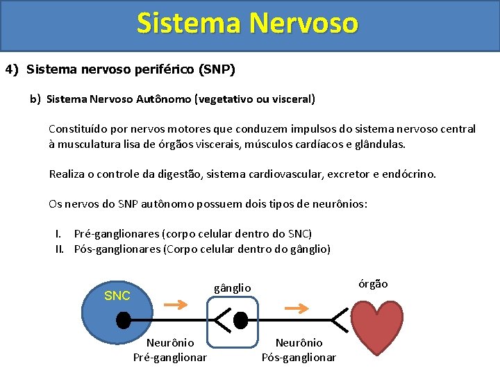 Sistema Nervoso 4) Sistema nervoso periférico (SNP) b) Sistema Nervoso Autônomo (vegetativo ou visceral)