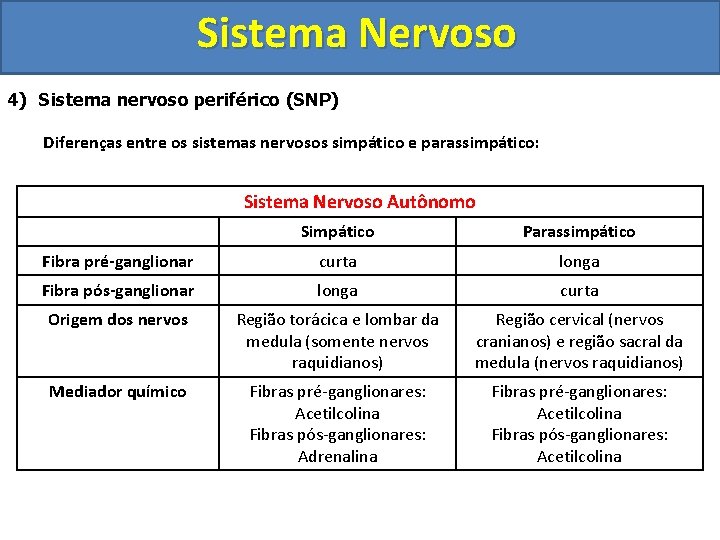 Sistema Nervoso 4) Sistema nervoso periférico (SNP) Diferenças entre os sistemas nervosos simpático e