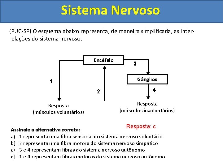 Sistema Nervoso (PUC-SP) O esquema abaixo representa, de maneira simplificada, as interrelações do sistema