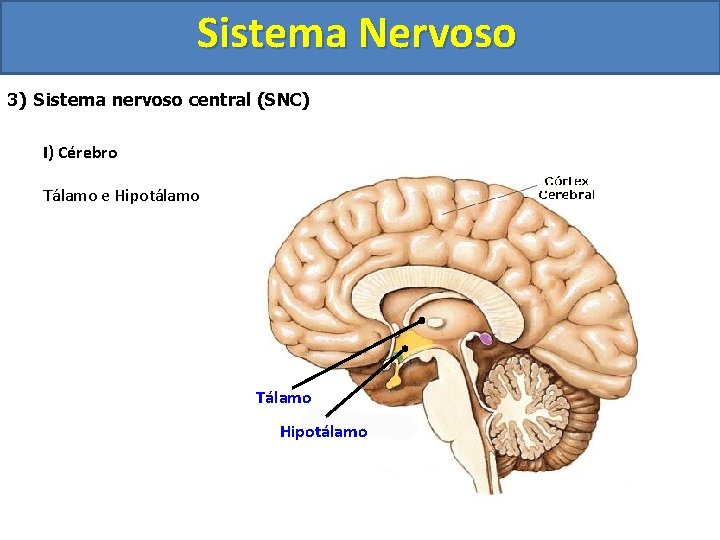 Sistema Nervoso 3) Sistema nervoso central (SNC) I) Cérebro Tálamo e Hipotálamo Tálamo Hipotálamo