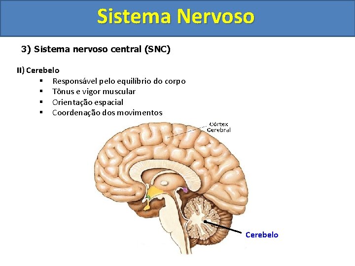 Sistema Nervoso 3) Sistema nervoso central (SNC) II) Cerebelo § Responsável pelo equilíbrio do