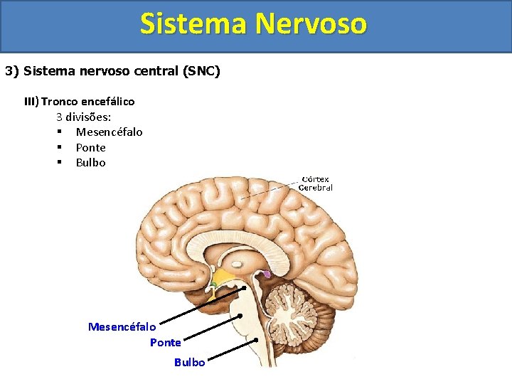 Sistema Nervoso 3) Sistema nervoso central (SNC) III) Tronco encefálico 3 divisões: § Mesencéfalo