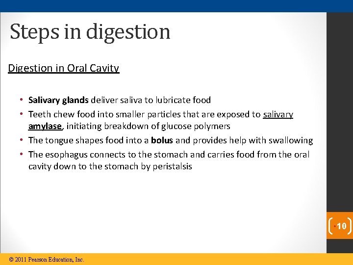 Steps in digestion Digestion in Oral Cavity • Salivary glands deliver saliva to lubricate