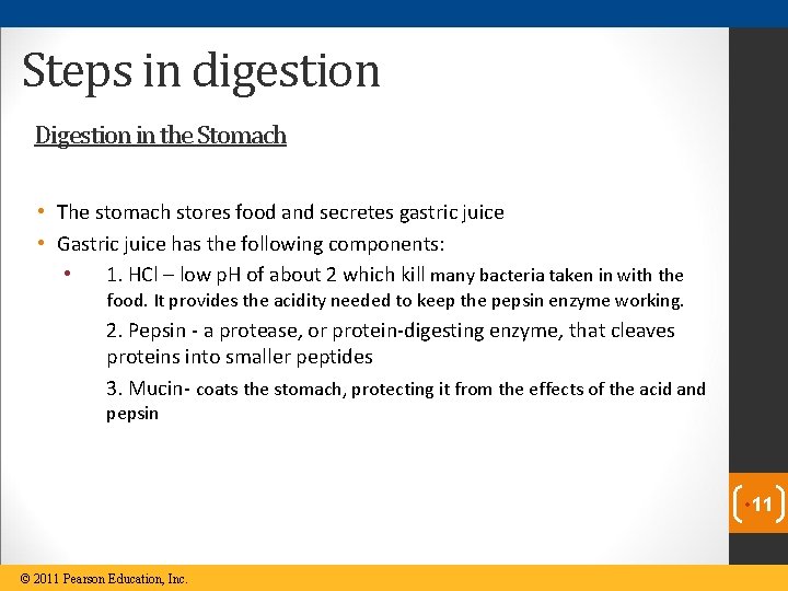 Steps in digestion Digestion in the Stomach • The stomach stores food and secretes