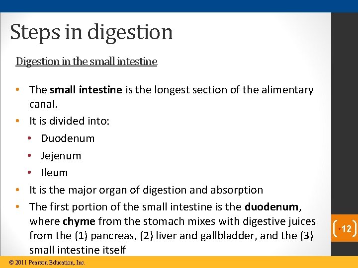 Steps in digestion Digestion in the small intestine • The small intestine is the